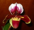 Paph. Keyeshill 'Angel Orchids' (2)